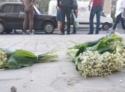 15-летнего школьника с букетами запрещенного краснокнижного растения сбил автомобиль в Ростове-на-Дону
