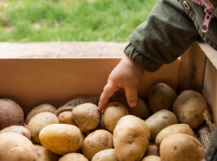 В Ростовской области фермер рассказал о росте цен и качества картофеля