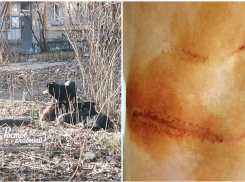 На ростовчанку напала и искусала стая собак