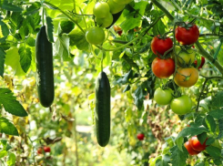 Гоняем мышей и спасаем растения от ожогов: мартовские подсказки ростовским садоводам