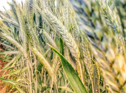 Колхоз за миллиард рублей выставили на продажу под Ростовом