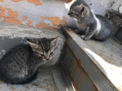 Чудесных котят выбросил мужчина в мусорный контейнер рядом с Домом правительства в Ростове