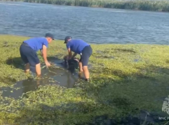 В Ростовской области рыбаки обнаружили двух утопленников
