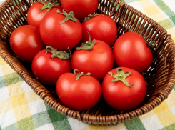 В Ростовской области урожай помидоров серьезно пострадал из-за моли