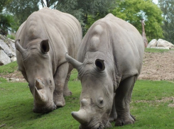 30-летний и 5-летний носороги из Израиля получили постоянную ростовскую прописку