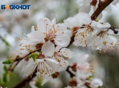 Прохладно, но без осадков: рассказываем о погоде в Ростове в четверг, 18 апреля 