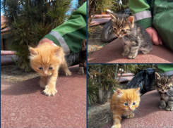 Кошка родила четверых котят на крыше — малыши едва не погибли при спуске