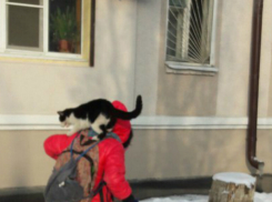 Оседлавший девочку кот на заснеженной улице Ростова рассмешил горожан