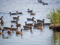 На берег Веселовского водохранилища в Ростовской области выпустили 833 утенка