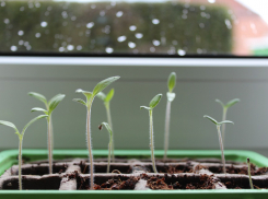 Чем ростовским садоводам и огородникам заняться в феврале