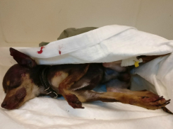 Потерявшегося симпатичного «малыша» спасли от жуткой смерти на дороге в Ростове