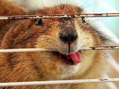 Ученые изучили места обитания бобров в Ростовской области