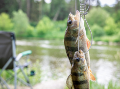 Минприроды зафиксировало гибель рыбы в пруду Ростова