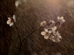 Дожди, грозы и сильный ветер обещают синоптики в Ростовской области в апреле