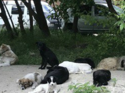 Агрессивная стая собак держит в страхе местных жителей в Ростове