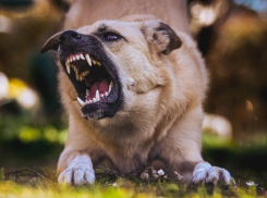 «Не паниковать и не тянуть время»: что делать, если укусила собака в Ростове
