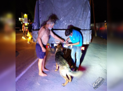 В Ростове собаку, привязанную к грузовику, протащили по дороге 