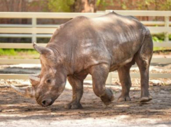 Очаровательный носорог Теркель подставил бочок теплому южному солнцу в Ростове