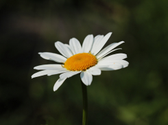 Ветрено и жарко будет в Ростове во вторник