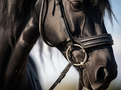 В Ростове-на-Дону для конной полиции закупят 5 лошадей за 6 млн рублей