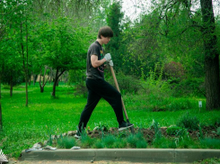 Осенние посадки в донском регионе: какие деревья и цветы приживутся лучше всего