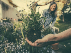 Сквер «Осенний» в Ростове облагородят за 26,3 млн рублей