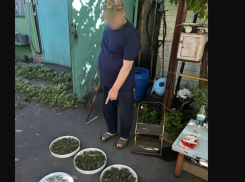 Пожилого мужчину задержали за выращивание 485 кустов конопли под Таганрогом