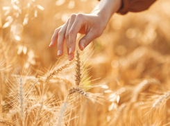 В Ростовской области ожидается снижение урожая из-за жары