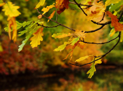В среду в Ростовской области ожидаются заморозки до -3 градусов