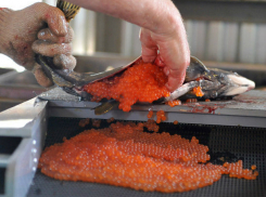 Красной икрой с опасными химикатами травили бизнесмены жителей Ростова и Таганрога