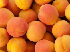 Почти 10 тонн фруктов с опасными насекомыми уничтожено в Ростове