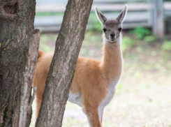 Малыши гуанако родились в ростовском зоопарке