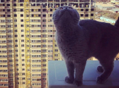 Смелая пушистая кошка-экстремал посмотрела на Ростов с огромной высоты 