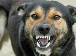 Бешеный пес жестоко искусал двух рабочих в Ростовской области 