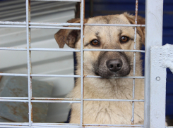 Началось строительство нового центра по содержанию безнадзорных животных в Ростове