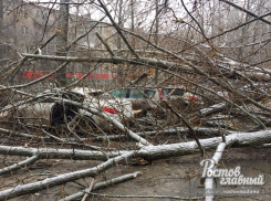 Рухнувшее в Ростове дерево разбило пять машин