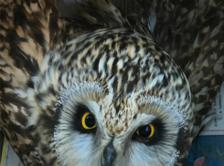 Трогательная история раненой совы вызвала резонанс среди ростовчан и орнитологов области