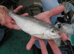 Шамайку из Красной книги Ростовской области уберут только в 2024 году