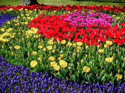 В преддверии 8 Марта букет тюльпанов обойдется ростовчанам в 400 рублей