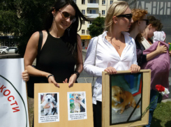 Человеческого отношения к животным и строительства в Ростове современного приюта потребовали зоозащитники 