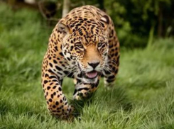 Нашумевшим убийством ягуара в донском регионе занимается ФСБ