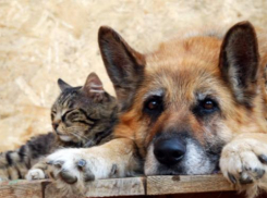 Календарь: 20 августа всемирный день бездомных животных