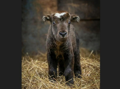 Такин мишми родился в Ростовском-на-Дону зоопарке  