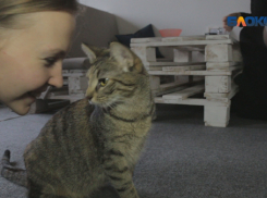 Идейный организатор первого в Ростове котокафе рассказала о своих «сотрудниках»