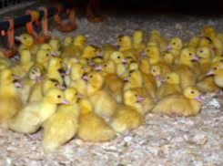 Более двух тысяч утят пытались провезти через российско-украинскую границу