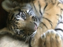 Милого бенгальского тигренка продал житель Ростова за 400 тысяч рублей
