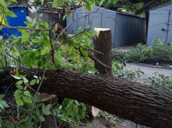 Сразу пять гнилых деревьев рухнули на Западном в Ростове