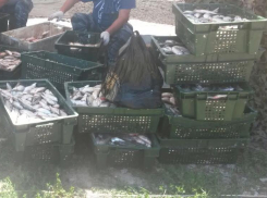 Браконьер из Ростовской области наловил «краснокнижной» рыбы на 200 тысяч рублей 