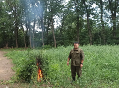 В Ростовской области донские казаки вышли на борьбу с дикорастущей коноплей