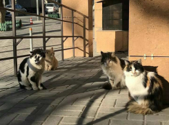 Захватившая мясную лавку отвязная котобанда с «косоухим атаманом» рассмешила жителей Ростова